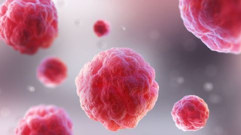 Disturbances in Mother's Immune System May Affect the Developing Brain