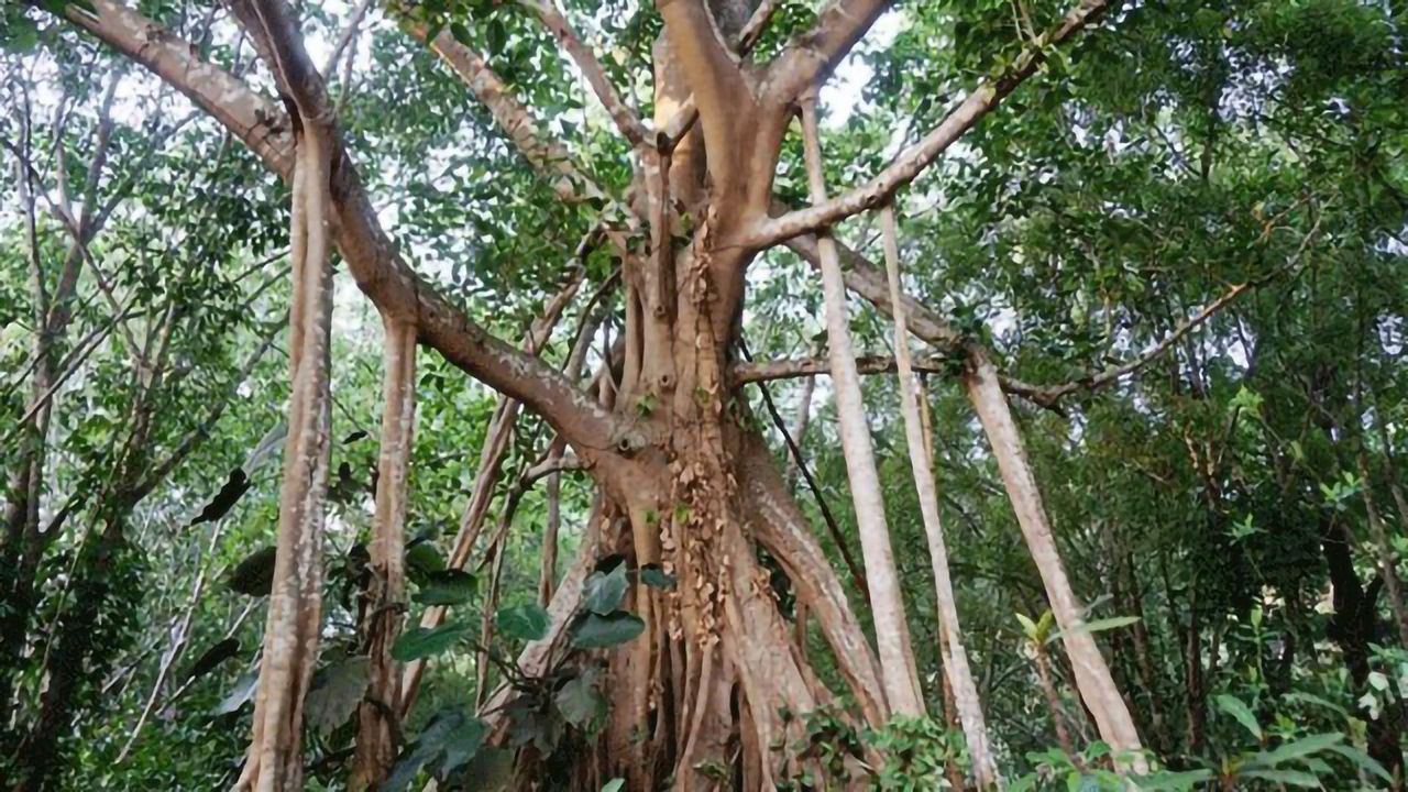 Evolutionary Secrets of Banyan Trees