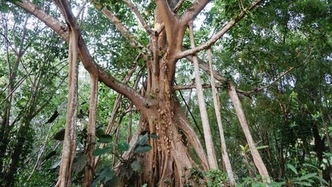 Evolutionary Secrets of Banyan Trees