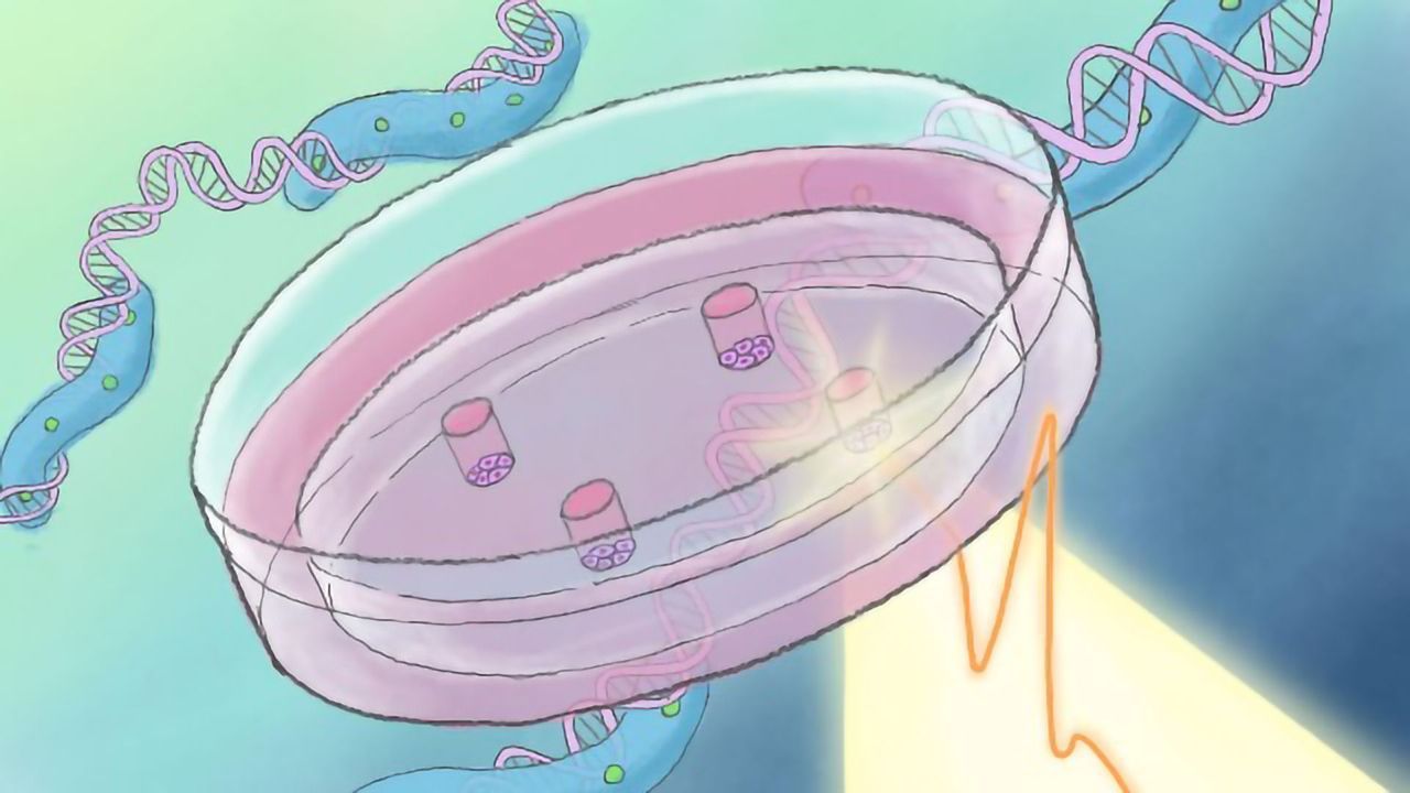 Terahertz Light Pulses Change Gene Expression in Stem Cells