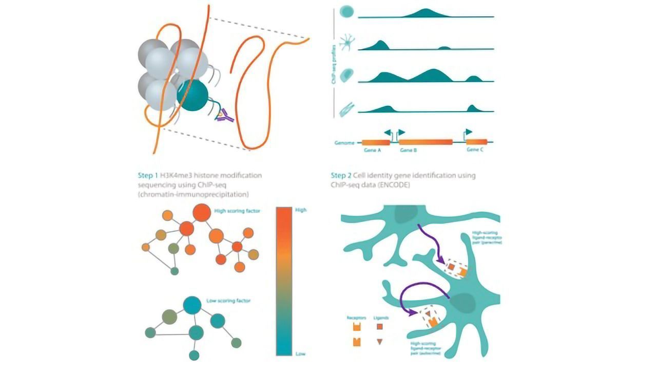 Mogrify Introduces EpiMOGRIFY To Identify Epigenetic Switches