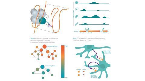 Mogrify Introduces EpiMOGRIFY To Identify Epigenetic Switches