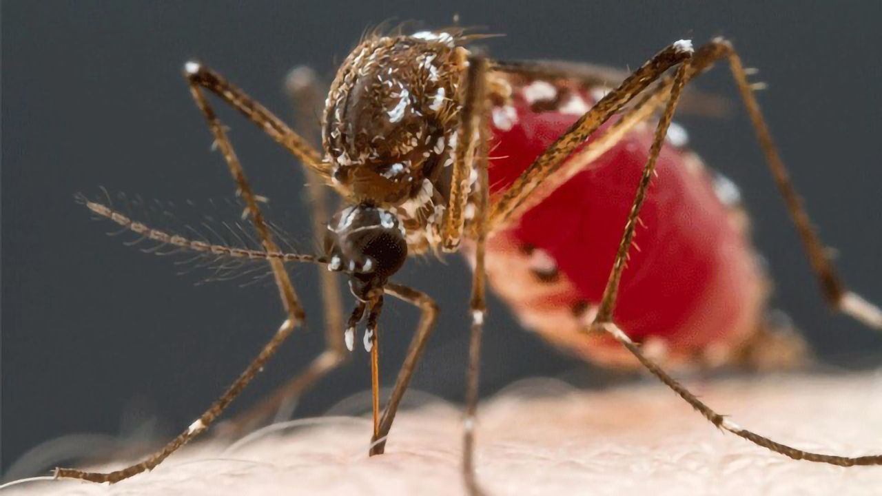 Mosquitoes' Taste for Blood Linked to Four Types of Neurons