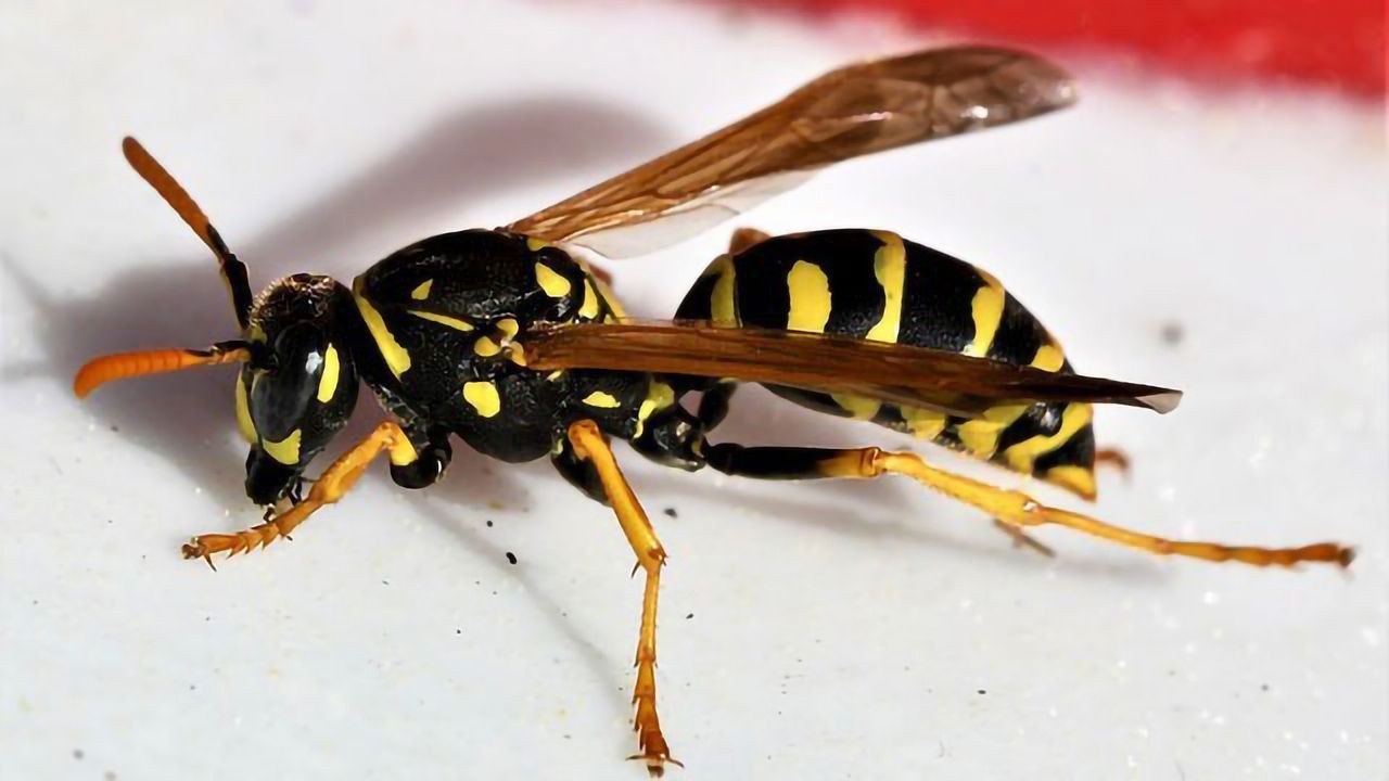 Synthesizing Bacteria-Killing Molecules From Wasp Venom