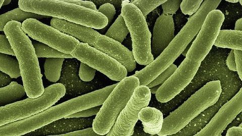 First Dynamic Map of How Immune Cells Fight and Remember Microbes