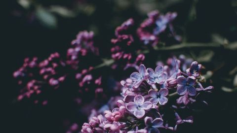 Understanding the Plant Proteins That Translate Environmental Cues