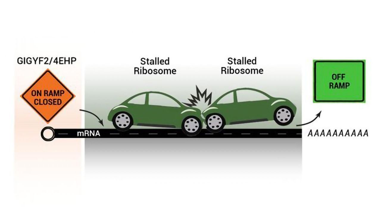 A New Quality Control Mechanism Discovered in Protein Production