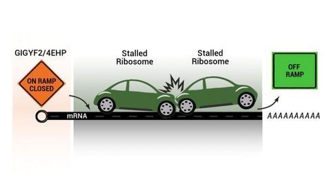 A New Quality Control Mechanism Discovered in Protein Production