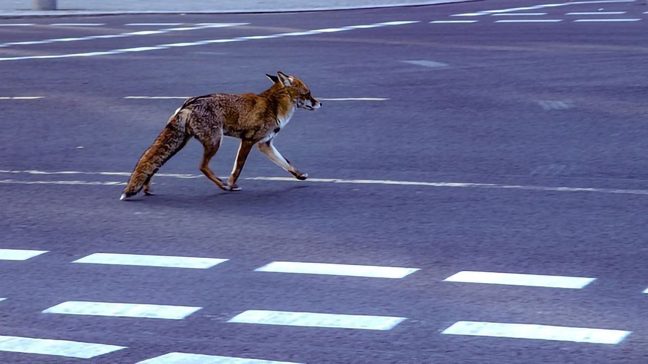 Our Food, Your Food - How Our Diets Are Harming Wildlife