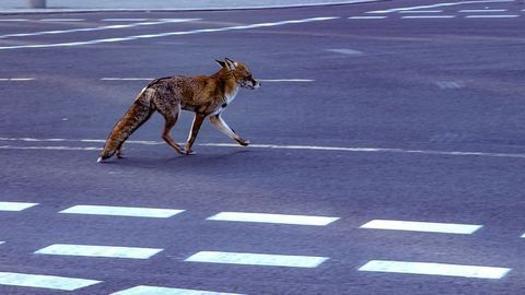 Our Food, Your Food - How Our Diets Are Harming Wildlife
