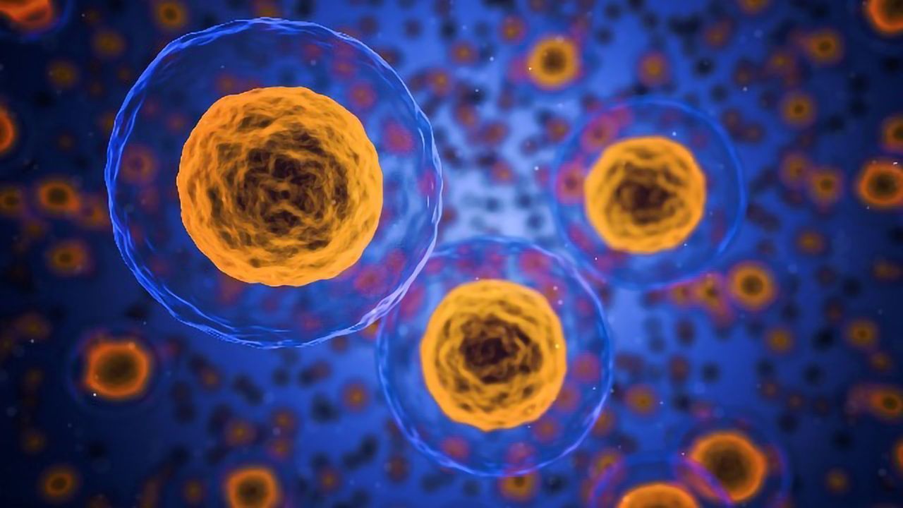 To Make Mini-Organs Grow Faster, Give Them a Squeeze