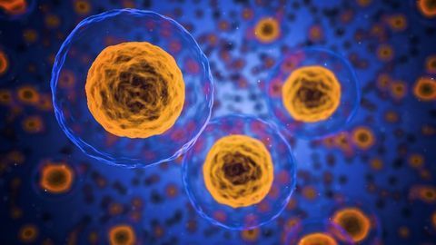 To Make Mini-Organs Grow Faster, Give Them a Squeeze