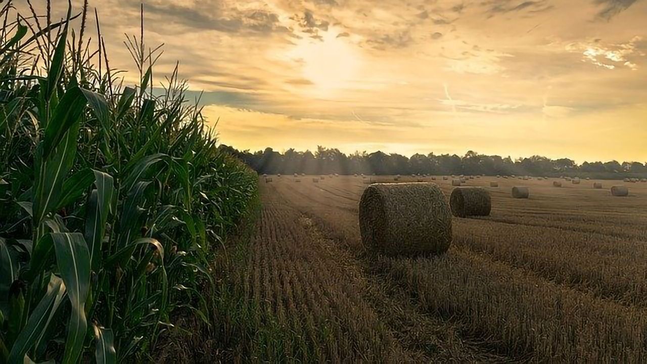 Examining the Nitrogen Tradeoff in Agriculture