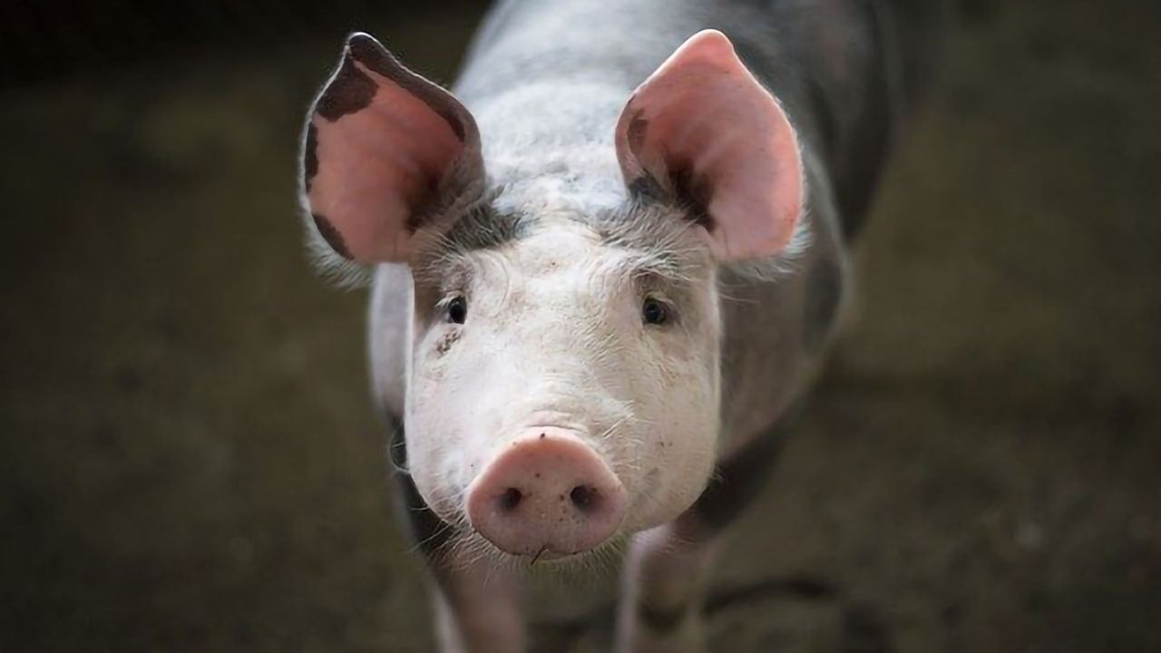 Problem Swine Coronavirus Has Human Infection Potential