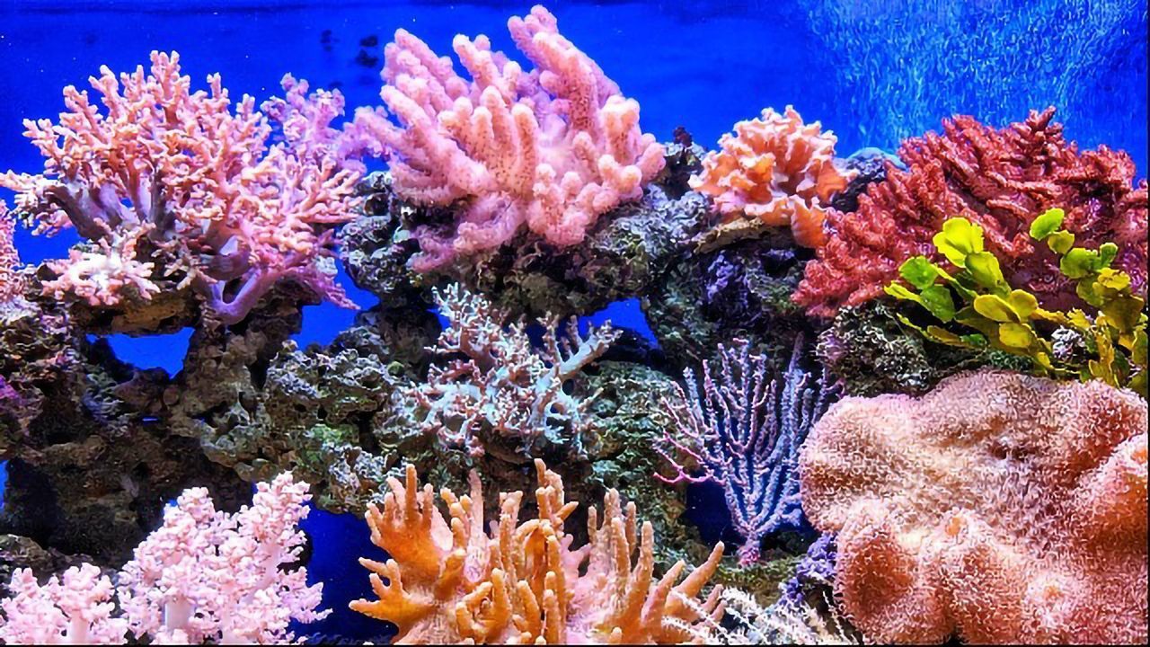 Are Corals Genetically Prepared for Climate Change?