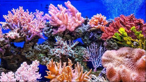 Are Corals Genetically Prepared for Climate Change?