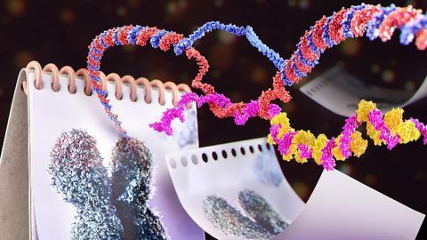 Scientists Home In on How Cells Are Protected From Premature Aging