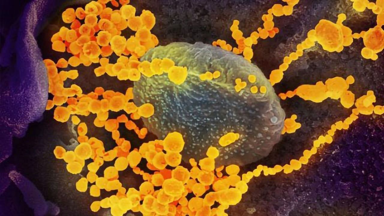 NIH Study Designed To Identify Promising COVID-19 Treatments for Larger Clinical Trials