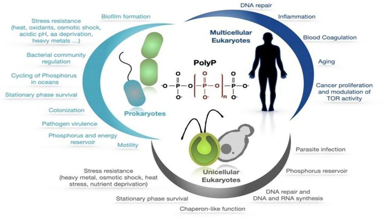 Can We Engineer an Organism's Metabolism To Be More Resilient?