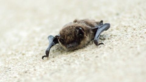Bats Suppress Immune System To Save Energy During Migration