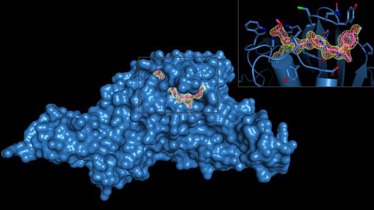 Viral “Molecular Scissor” Identified as a Potential COVID-19 Drug Target