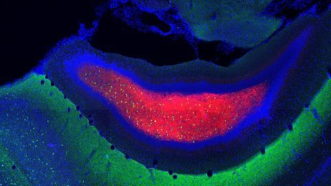 Hippocampal "Mossy Cells" Regulate How the Brain Remembers New Environments