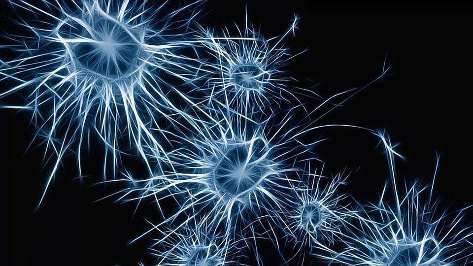 After Cocaine Use, Astrocytes Build New Brain Connections content piece image