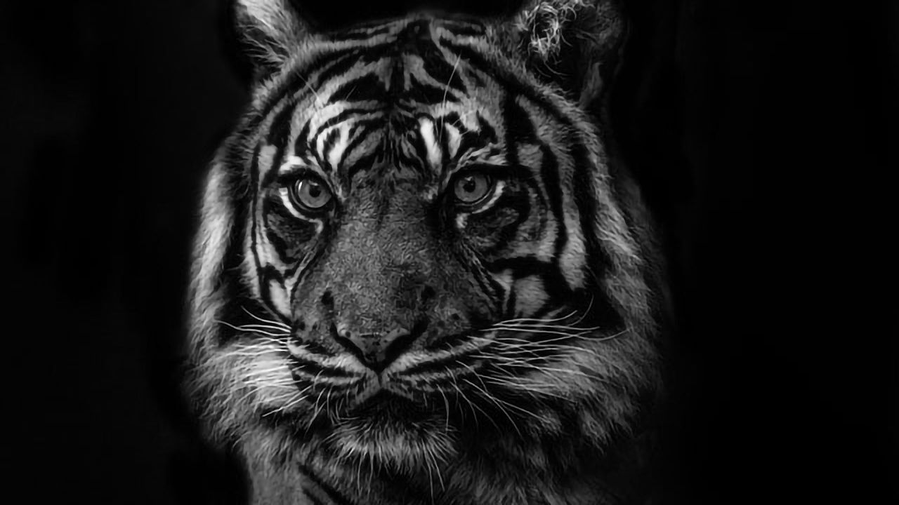 Scientists Map Entire Genome of a Sabre-Toothed Cat