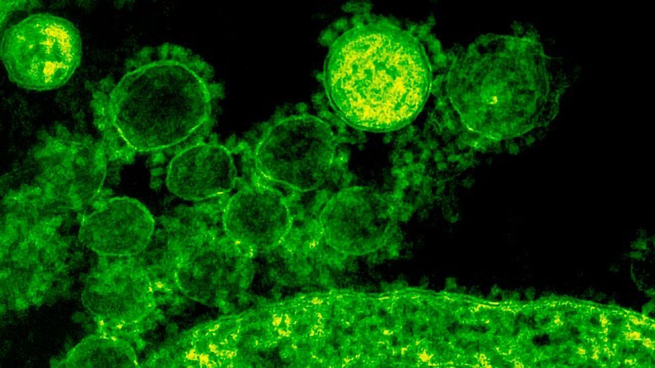 Memory Function Found in Natural Killer Cells