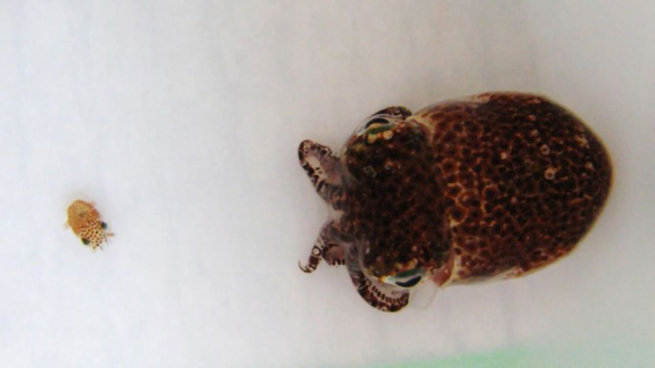 Immune Protein Orchestrates Symbiotic Relationship Between Bobtail Squid and Bacteria