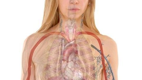 NMR Offers Targeted Measurement of Thyroid Hormone Action in Tissue