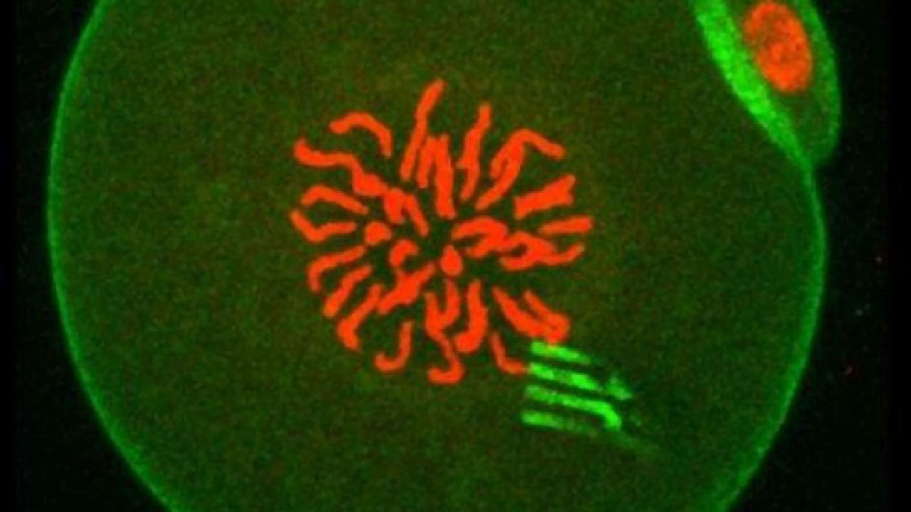 Nanodevices Show How Cells Change With Time