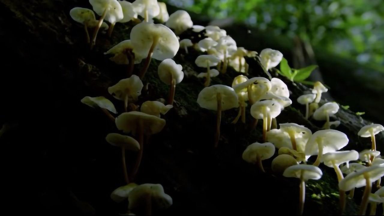 "Zombie" Parasite Takes Over Insects Through Mind Control