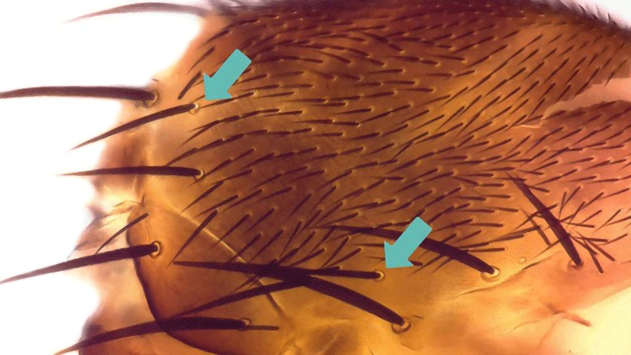 ioLight Illustrates Scientific Findings of Largest Phylogenetic Study on Phorid Fly