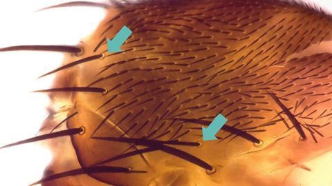 ioLight Illustrates Scientific Findings of Largest Phylogenetic Study on Phorid Fly