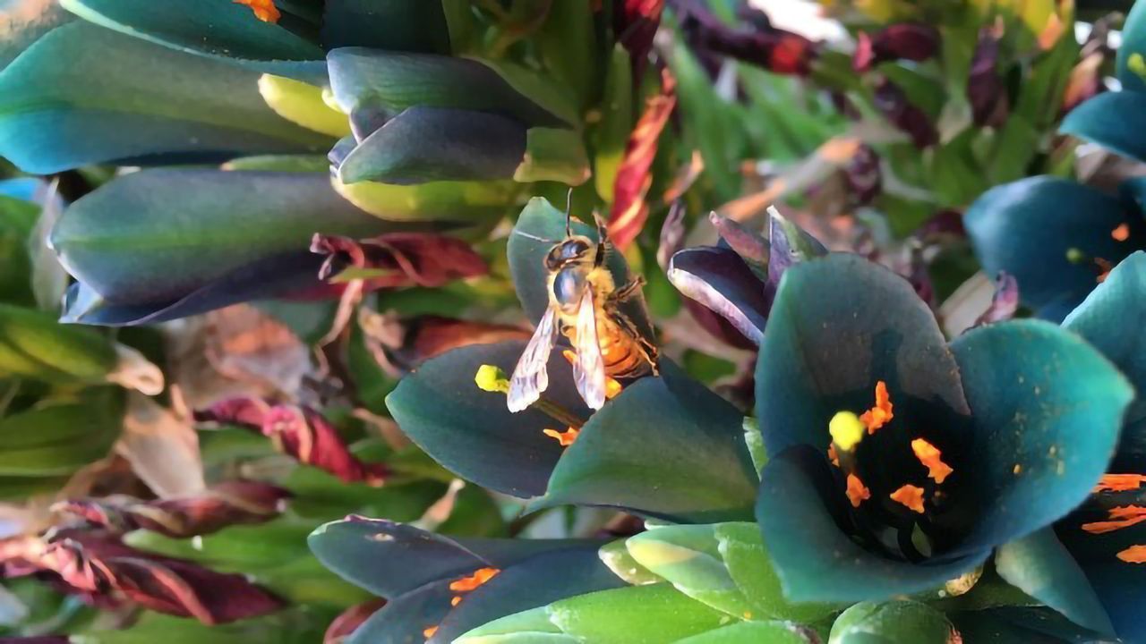 Climate Is a Likely Barrier to the Spread of Africanized Bees