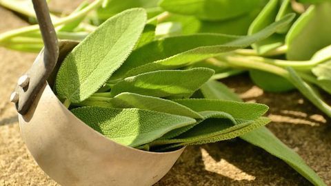 Popular Herb Found To Be Heavily Adulterated