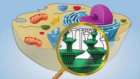 AI Platform Matches Tumor to Most Effective Drug Combo