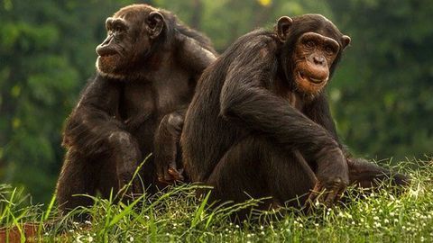 Like Humans, Aging Chimpanzees Value Friendship and Company