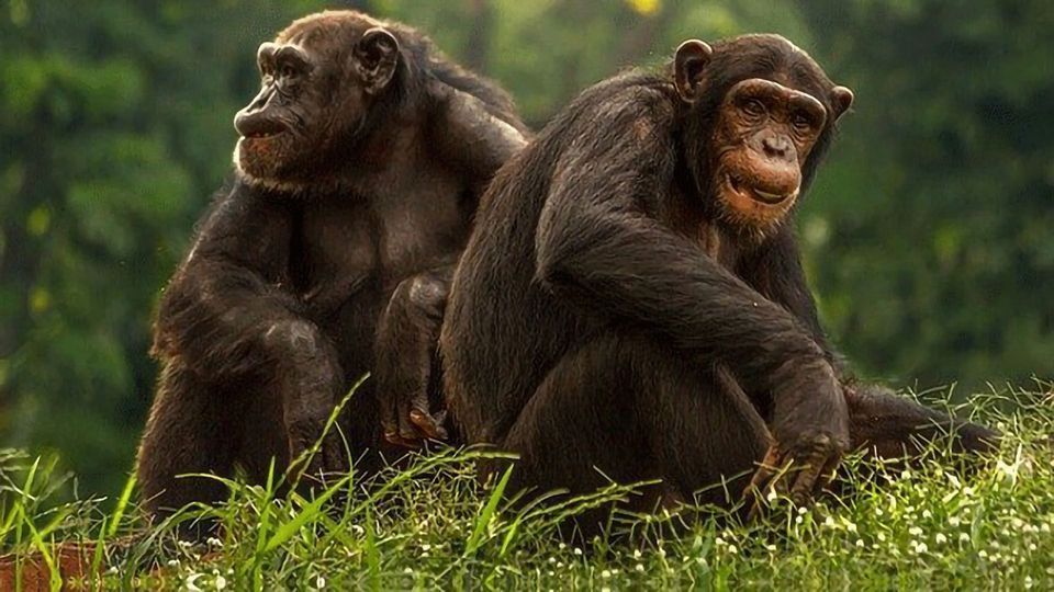 Like Humans, Aging Chimpanzees Value Friendship and Company content piece image