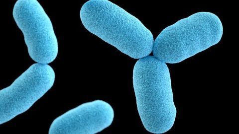 Protective Protein Shield for Bacteria in Times of Stress