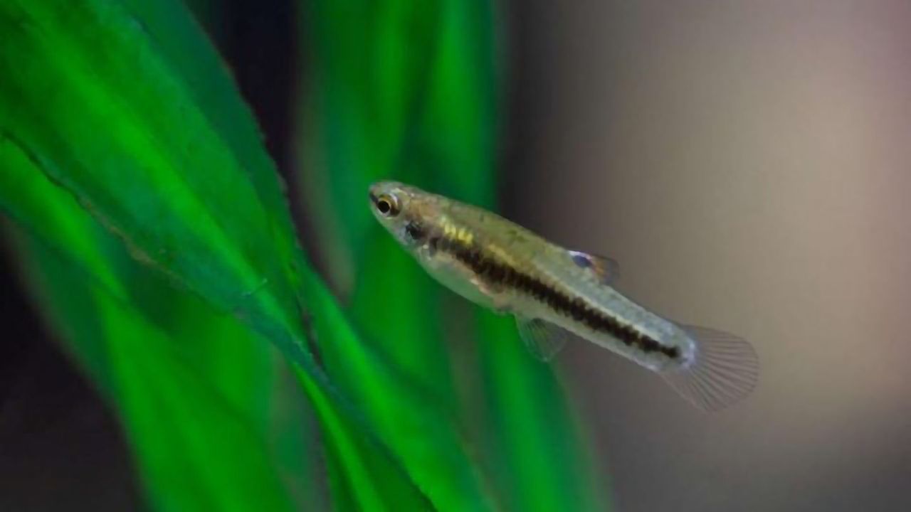Profound Effect of Human Hormones in Wastewater on Fish Populations