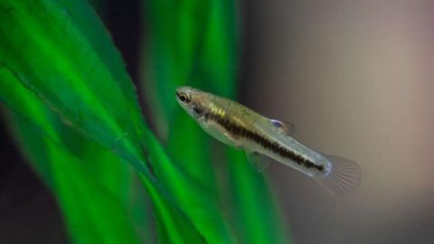 Profound Effect of Human Hormones in Wastewater on Fish Populations