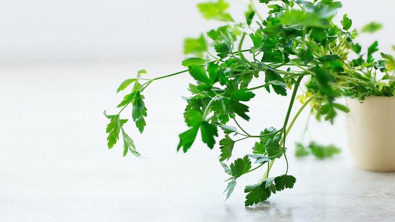 Plant Compound Improves Cognition and Memory in Model of Down Syndrome