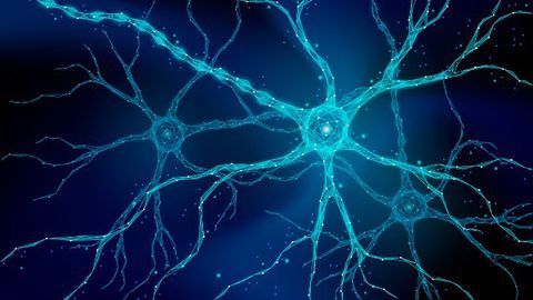 Possible Role For Newly Discovered Immune Cell Population in MS