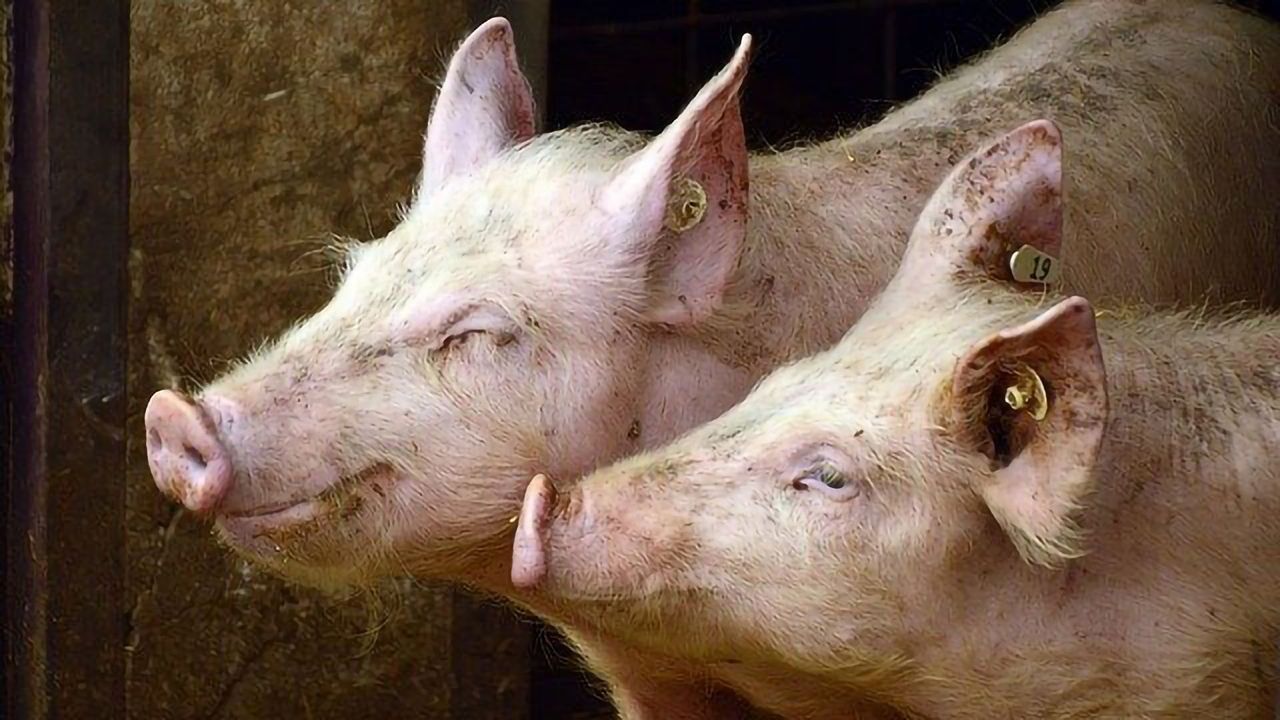 Extruding Grains May Improve Digestibility of Feed for Pigs