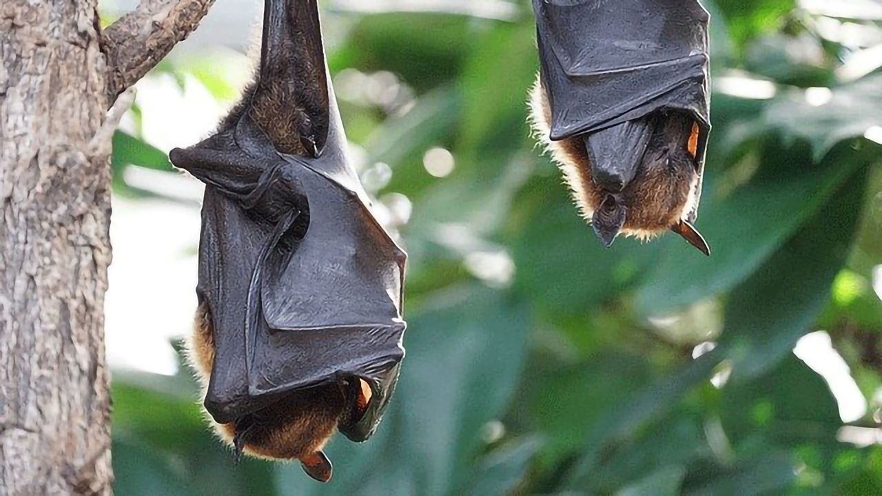 DNA in Fringe-Lipped Bat Faeces Reveals Eating Habit Insights
