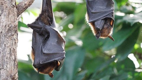 DNA in Fringe-Lipped Bat Faeces Reveals Eating Habit Insights