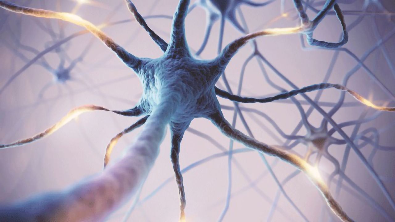 Immune Cell Rescues Damaged Nerve Cells and Reverses Nerve Fiber Damage in Mouse Model