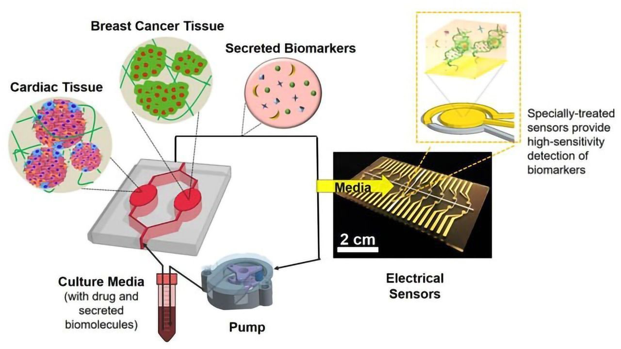 Heart–Breast Cancer-on-a-Chip Developed To Monitor Cardiac Toxicity Arising From Chemo
